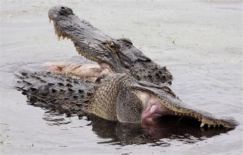 Alligator Fight Philip Lanoue Galleries Digital Photography Review