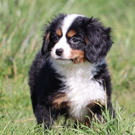 Mini Bernese Lk Bernedoodles