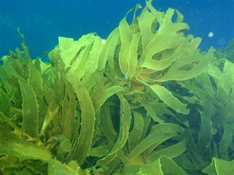Ocean Plants Are Wonderful And You Should Know That