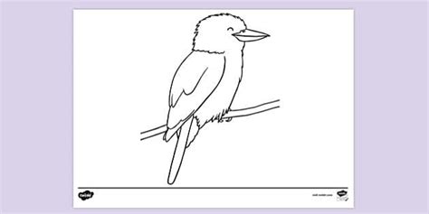 Free Kookaburra On A Branch Colouring Colouring Sheets