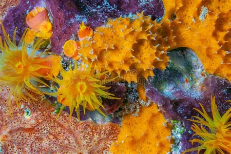 Orange Cup Corals Stock Photo Image Of Corals Reef Underwater 2694888