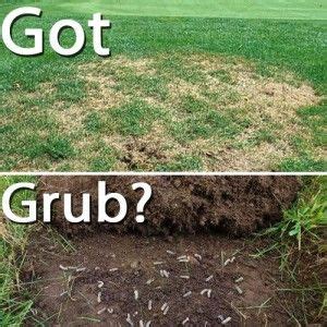 To treat grub worms in the garden, homeowners usually apply a readily available commercial grub killer so, when you have grubs in your lawn or garden can be a right pain in the proverbial backside. Pin on Garden Pest 101