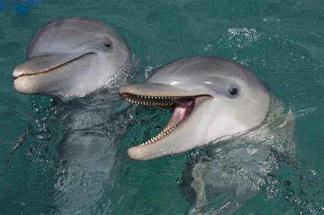 Dolphin Smile Baby Animal Zoo
