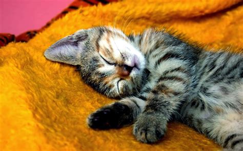 Desktop Hd Wallpapers Free Downloads Sleeping Kitten Hd Wallpapers