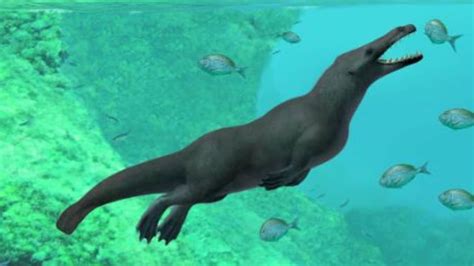 Ancient Four Legged Whale Walked On Land Swam In Sea Kidsnews