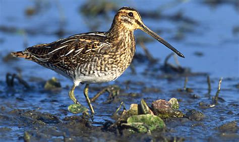 Snipe bird in a field. Snipe Bird | Animals Blog