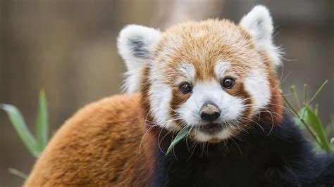 Petition · Save The Red Pandas From Becoming Extinct By Deforestation