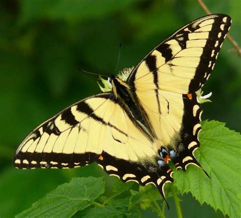 Eastern Tiger Swallowtail Male Papilio Glaucus Butterfly