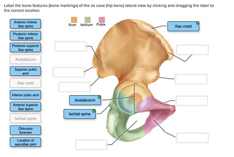 Solved Label The Bone Features Bone Markings Of The Os