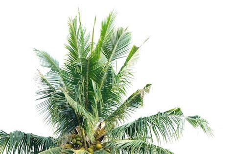 Free Photo Palm Tree With White Background