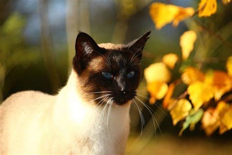 Gato Siamés Cuidados Comportamiento Y Características