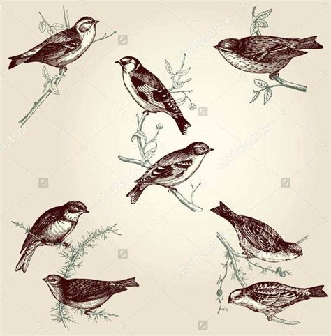23 Vintage Bird Illustration Designs