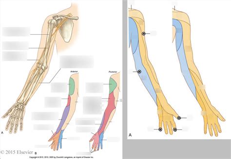 Dermatomes And Nerves Of The Upper Limb Diagram Quizlet Sexiz Pix