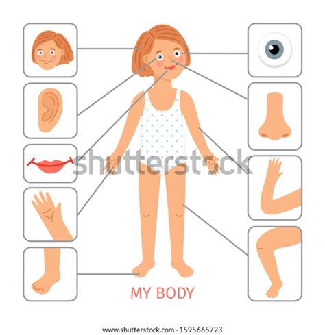 Girl Body Parts Preschool Female Child Body Parts Cartoon Vector