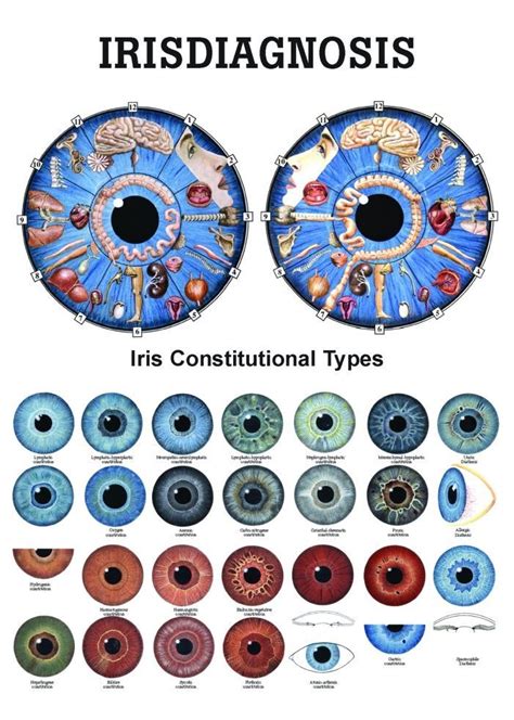 Iridology Chart How To Read Iriscope Iridology Camera Iriscope