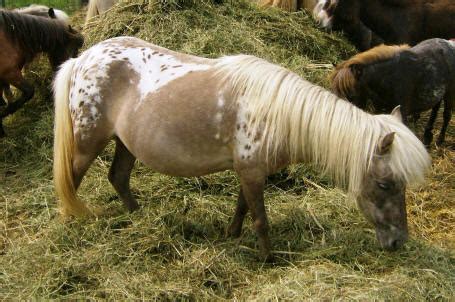 hd animals wallpapers gray appaloosa horse