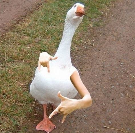 Cool Goose Really Funny Pictures Collection On