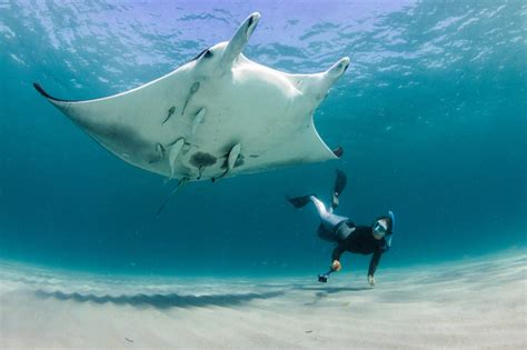Admiring The Largest Rays In The World Known As Manta Rays Have
