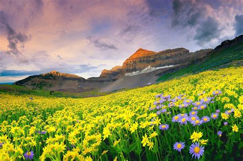Download Wallpapers Mountains Field Flowers Landscape For Desktop