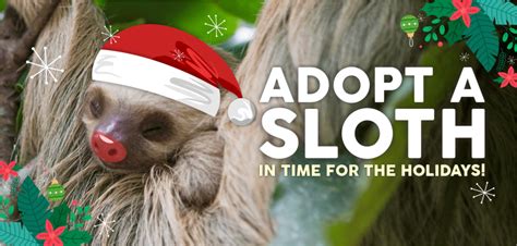 The Sloth Conservation Foundation