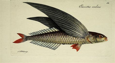 Oceanic Flying Fish Exocetus Evolans Illustration By Jf Hennig