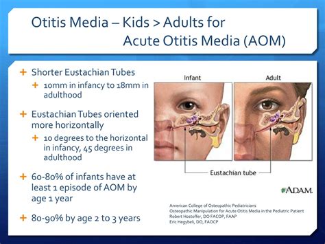 Ppt Pediatric Omt Powerpoint Presentation Free Download Id262088