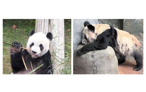 Pandas At Us Zoo To Be Returned To China The Star