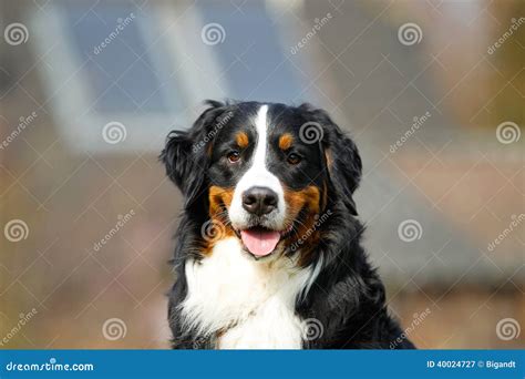 Bernese Mountain Dog Stock Image Image Of Mountain Animal 40024727