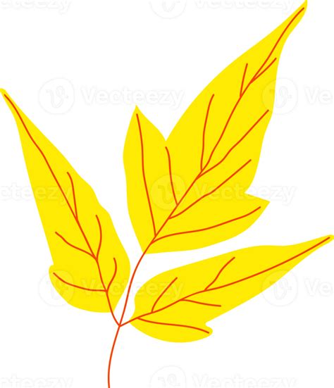 Ash Leaved Maple Autumn Leaf 24804429 Png