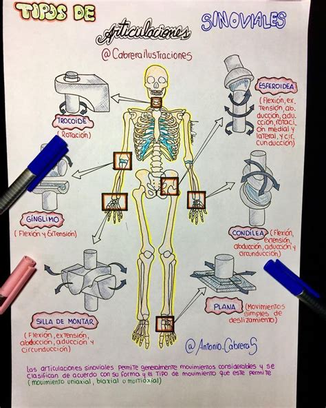Pin Em Anatomía