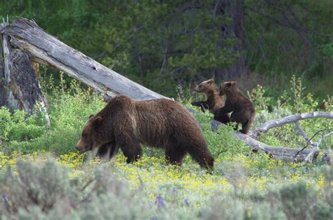 Grizzly Bear Ursus Arctos Horribilis Sow With Cubs Ddz6 Flickr