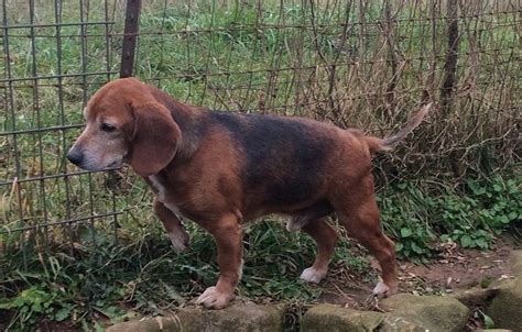 Adopt Ralphie On Petfinder Basset Hound Mix Dog Adoption Beagle