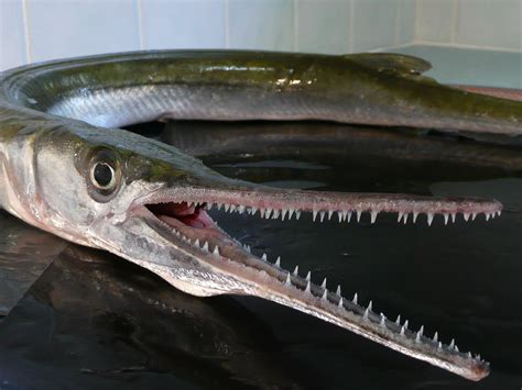 These models are distinctly different from any of the above options because they are much longer and allow. Fishing Tips, Gear, Bait, Lures | Fish, Me on a map ...