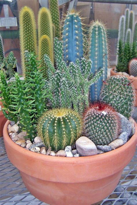 Los cactus o suculentas son un tipo de plantas que forman parte de la familia de las cactáceas. Los columnares al fondo para dar profundidad y los ...