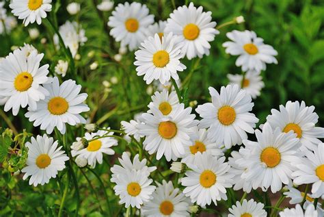 shasta daisies how to plant grow and care for daisy flowers the old farmer s almanac