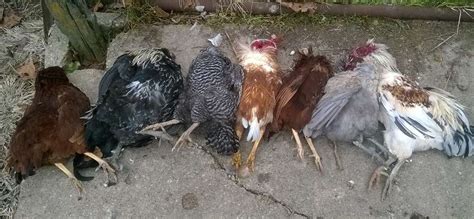 What Is Killing My Chickens Guide To Predators With Identity Table And