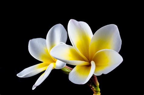 Bunga Kamboja Putih Kuning Charles Robertson