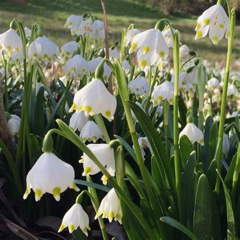 Buy Spring Snowflake Bulbs Leucojum Vernum £499 Delivery By Crocus