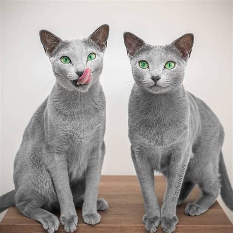 Russian Blue Vs Chartreux — The Little Carnivore In 2022 Russian Blue
