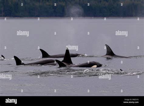 Northern Resident Orca Whale Pod Killer Whales Orcinus Orca