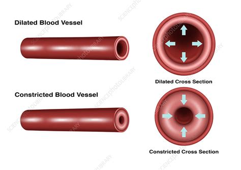 Blood Vessel Constriction And Dilation Stock Image C0305755