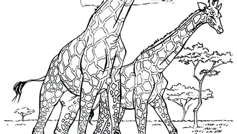 Coloring Pages For Adults Giraffe At Free Printable