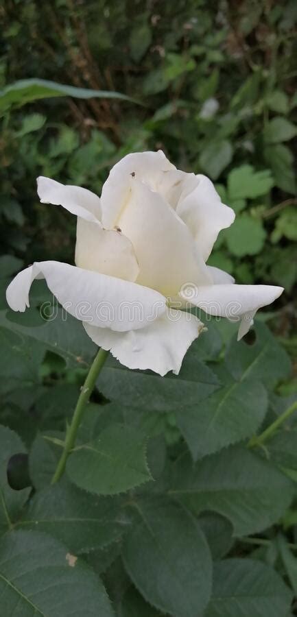 A Beautiful White Rose Blooms In The Garden Stock Image Image Of