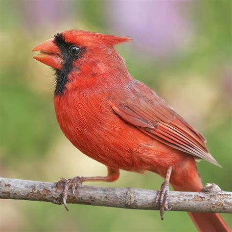 Male Cardinal In Spring Photograph By Jim Hughes
