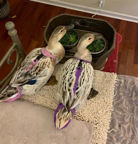9 Tips And Tricks For Keeping Indoor Pet Ducks Tyrant Farms