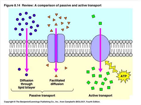 Diffusion Cell Transport Passive Transport Facilitated Diffusion