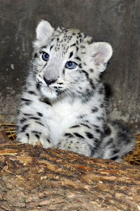 Twin Snow Leopards Born At The Brookfield Zoo Zooborns Earth Touch News