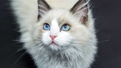 12 Most Popular Cat Breeds For Cat Lovers Page 9 Entirely Health