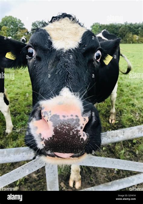 Funny Cows Face In A Field Stock Photo Alamy
