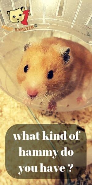 How To Know What Hamster Breed You Have Complete Guide Hamster Breeds Syrian Hamster Hamster
